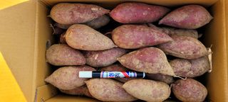 성산리농장(흑염소)님의 자유주제 · 자유게시판 작성글 사진