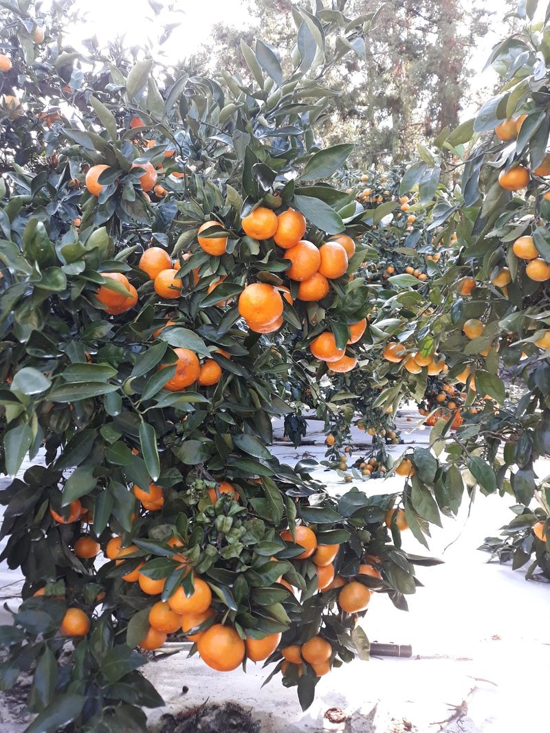 양애숙님의 장터 판매 상품 [유라조생타이벡3kg] 첨부 사진