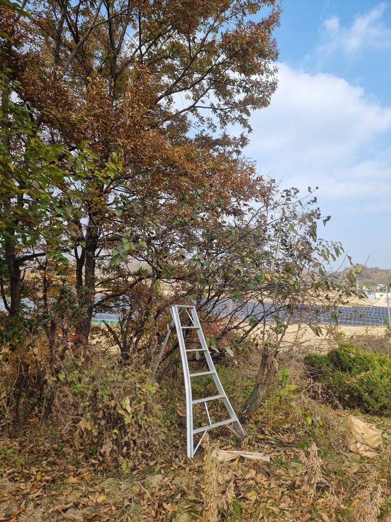 장터 상품 [오가피 열매] 썸네일