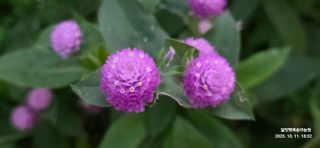 달맛햇복숭아농원님의 자유주제 · 사진전 작성글 사진