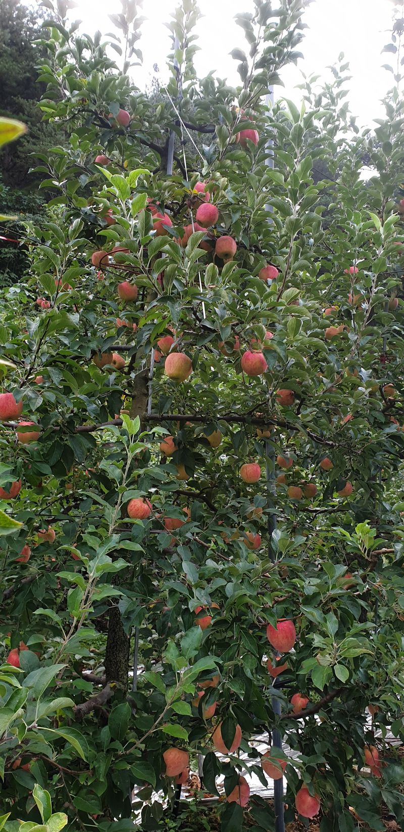 백두농원님의 장터 판매 상품 [봉화사과 10키로] 첨부 사진