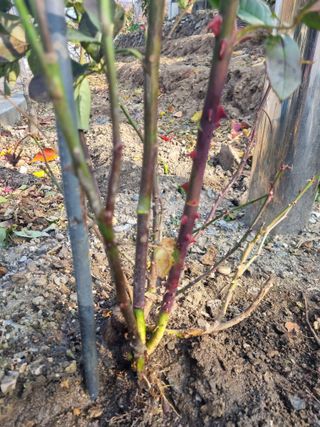 김용대님의 자유주제 · 자유게시판 작성글 사진