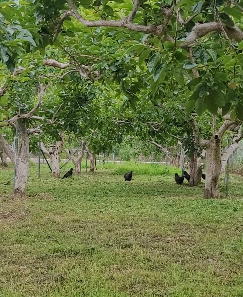 달마루님의 장터 판매 상품 [청계란15개(자연방사 유정란)] 첨부 사진