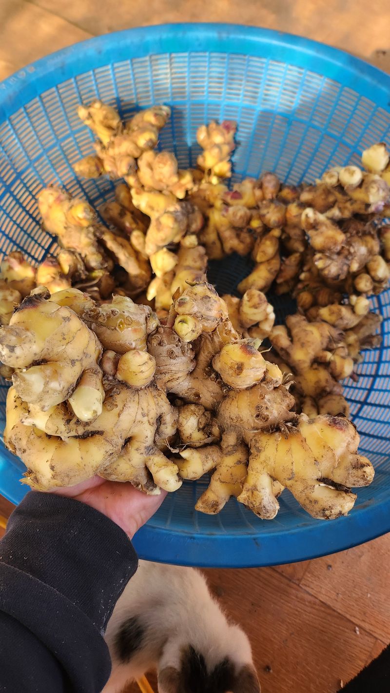 조새힘님의 장터 판매 상품 [(11월 수확) 태안군 유황 햇생강 1kg] 첨부 사진