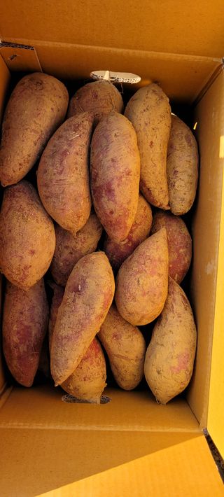 성산리농장(흑염소)님의 자유주제 · 자유게시판 작성글 사진