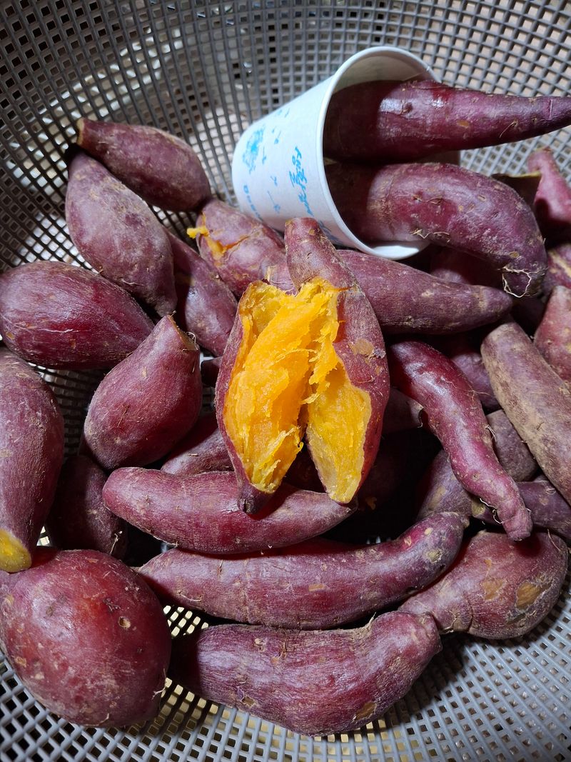 정재희님의 장터 판매 상품 [당진호박고구마(중간크기)] 첨부 사진