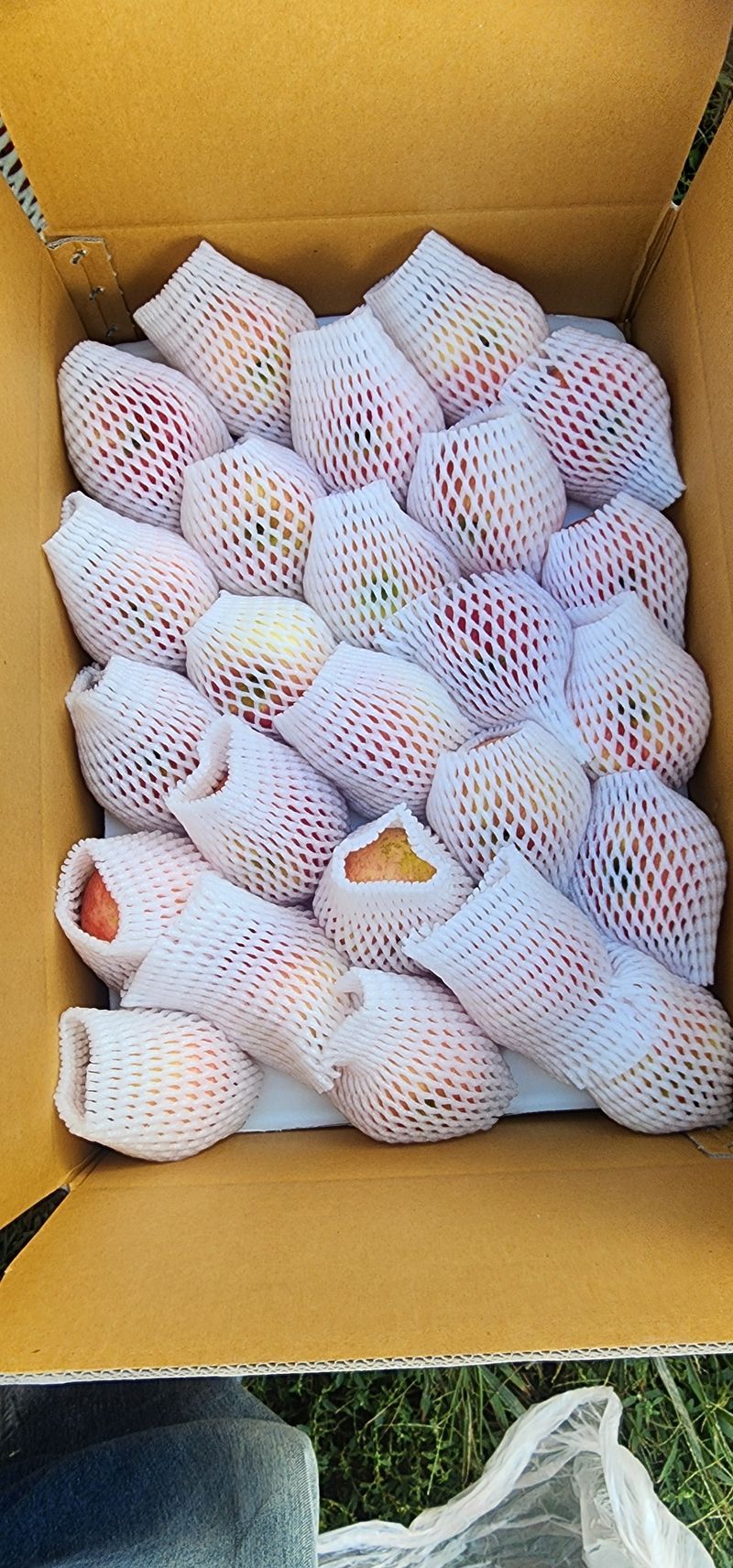 장터 상품 [봉화사과 10키로] 썸네일