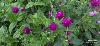 달맛햇복숭아농원님의 자유주제 · 사진전 작성글 사진