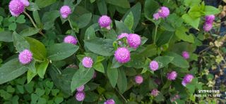 달맛햇복숭아농원님의 자유주제 · 사진전 작성글 사진