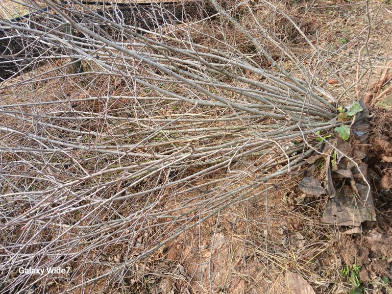 바위돌 심재성님의 장터 판매 상품 [아로니아 결실주( 완료)] 첨부 사진