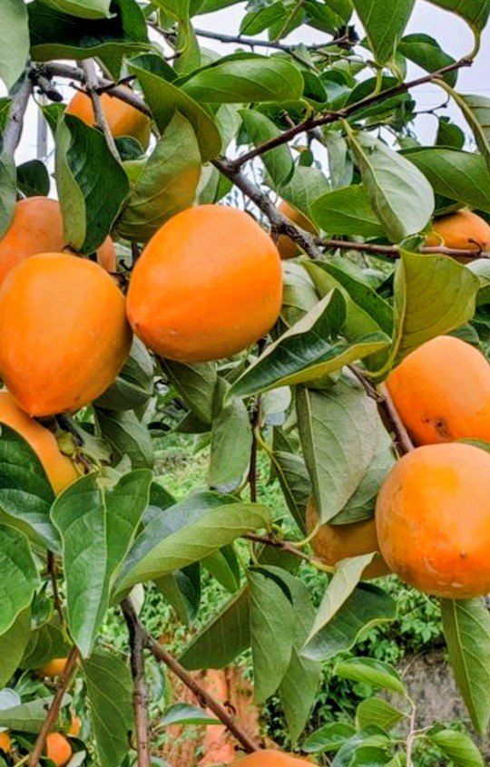 이명화님의 장터 판매 상품 [대볼감 10kg] 첨부 사진