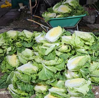 손윤영/수채화농원님의 자유주제 · 자유게시판 작성글 사진