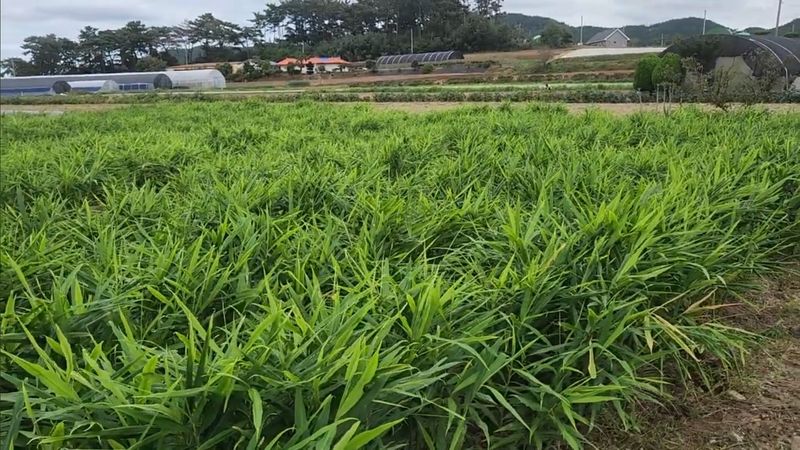 조새힘님의 장터 판매 상품 [(11월 수확) 태안군 유황 햇생강 1kg] 첨부 사진