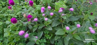 달맛햇복숭아농원님의 자유주제 · 사진전 작성글 사진