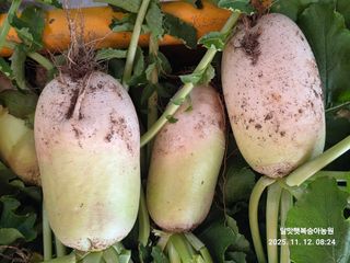 달맛햇복숭아농원님의 자유주제 · 자유게시판 작성글 사진