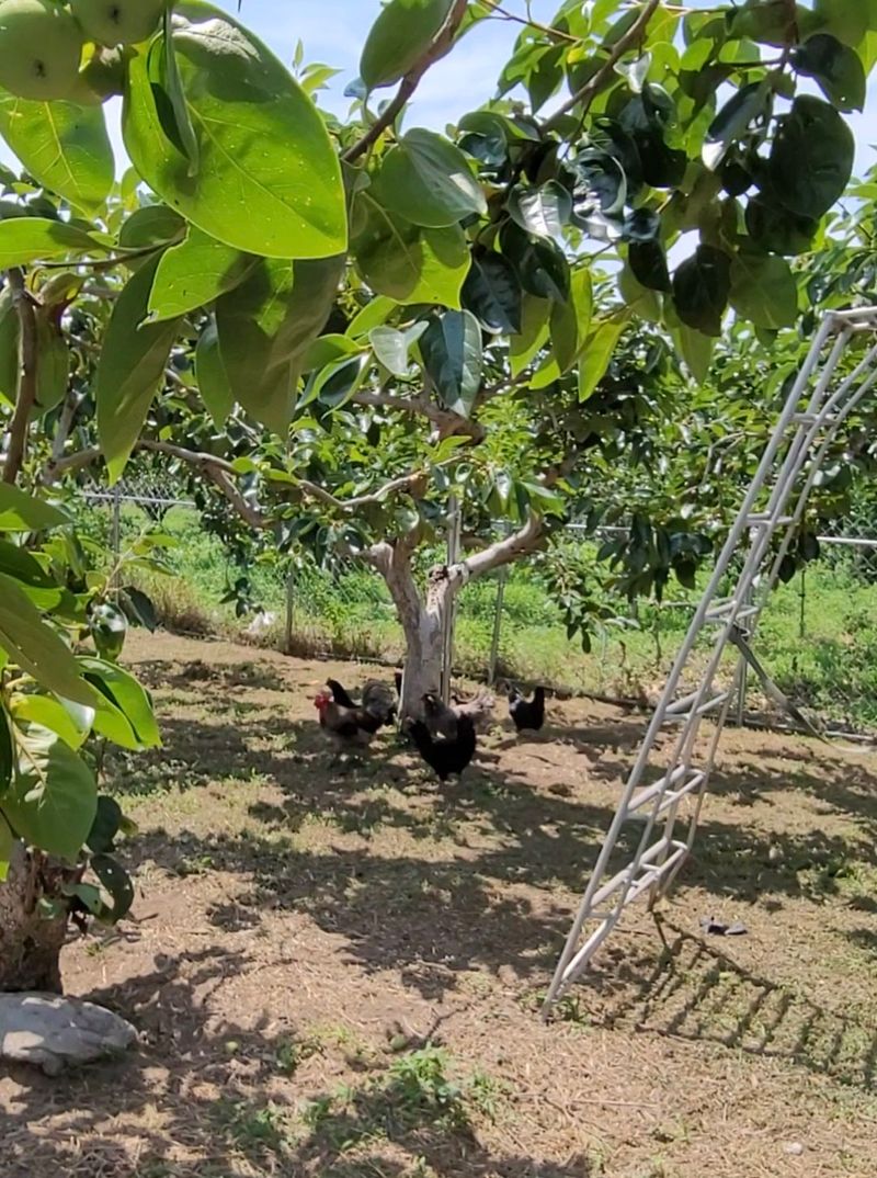 달마루님의 장터 판매 상품 [청계란15개(자연방사 유정란)] 첨부 사진