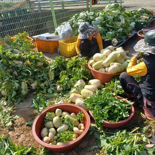 삼성농산님의 자유주제 · 자유게시판 작성글 사진