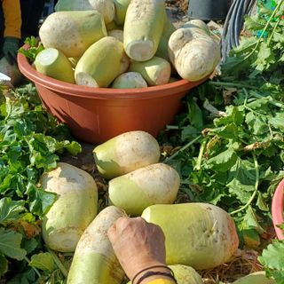 삼성농산님의 자유주제 · 자유게시판 작성글 사진