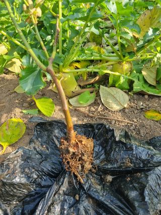 김용대님의 자유주제 · 자유게시판 작성글 사진