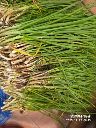 달맛햇복숭아농원님의 자유주제 · 자유게시판 작성글 사진