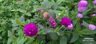 달맛햇복숭아농원님의 자유주제 · 사진전 작성글 사진