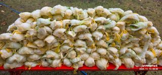 달맛햇복숭아농원님의 자유주제 · 자유게시판 작성글 사진