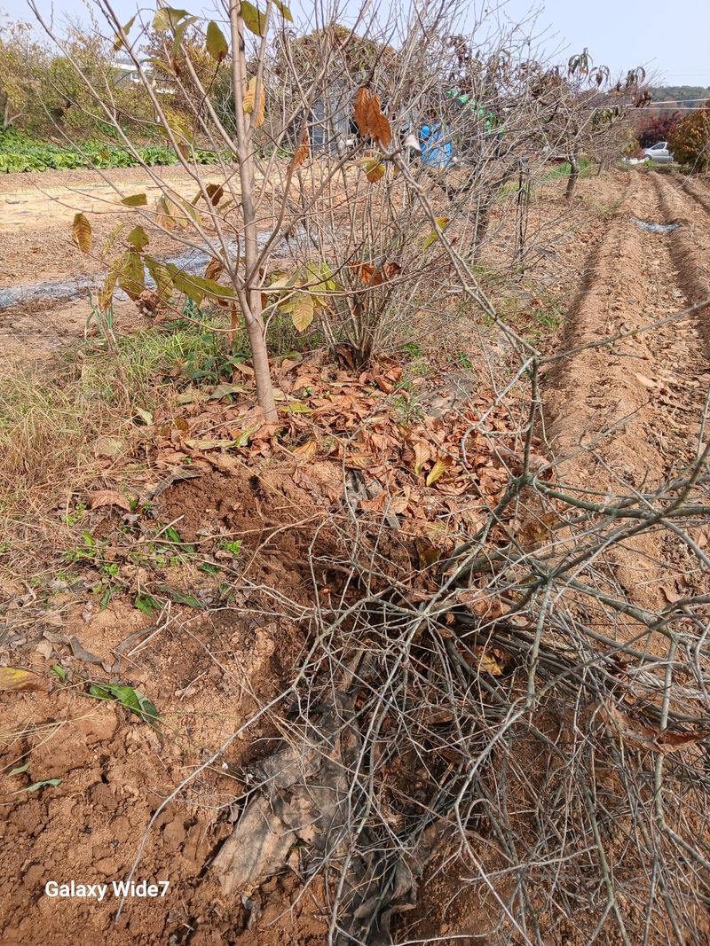 장터 상품 [아로니아 결실주( 완료)] 썸네일