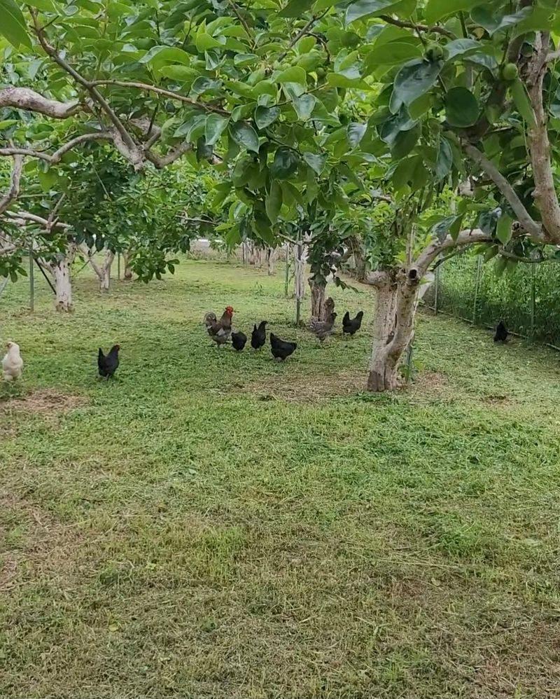 달마루님의 장터 판매 상품 [청계란15개(자연방사 유정란)] 첨부 사진