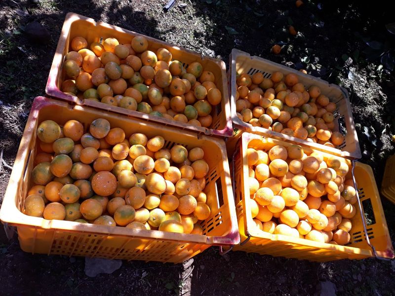 양애숙님의 장터 판매 상품 [유라조생타이벡3kg] 첨부 사진