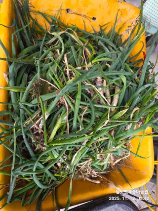 달맛햇복숭아농원님의 자유주제 · 자유게시판 작성글 사진