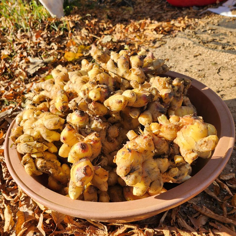 장터 상품 [(11월 수확) 태안군 유황 햇생강 1kg] 썸네일