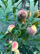 팜모닝 자유주제·자유게시판 게시글 이미지