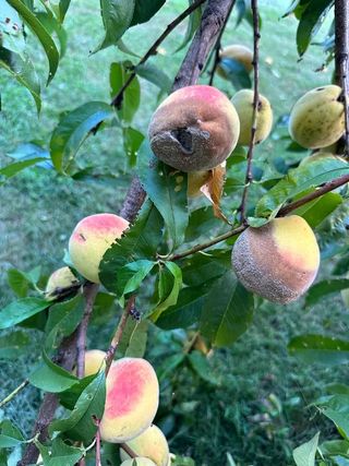 고길동님의 자유주제 · 자유게시판 작성글 사진