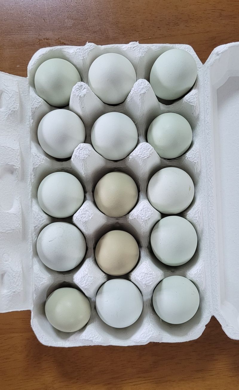 장터 상품 [청계란15개(자연방사 유정란)] 썸네일