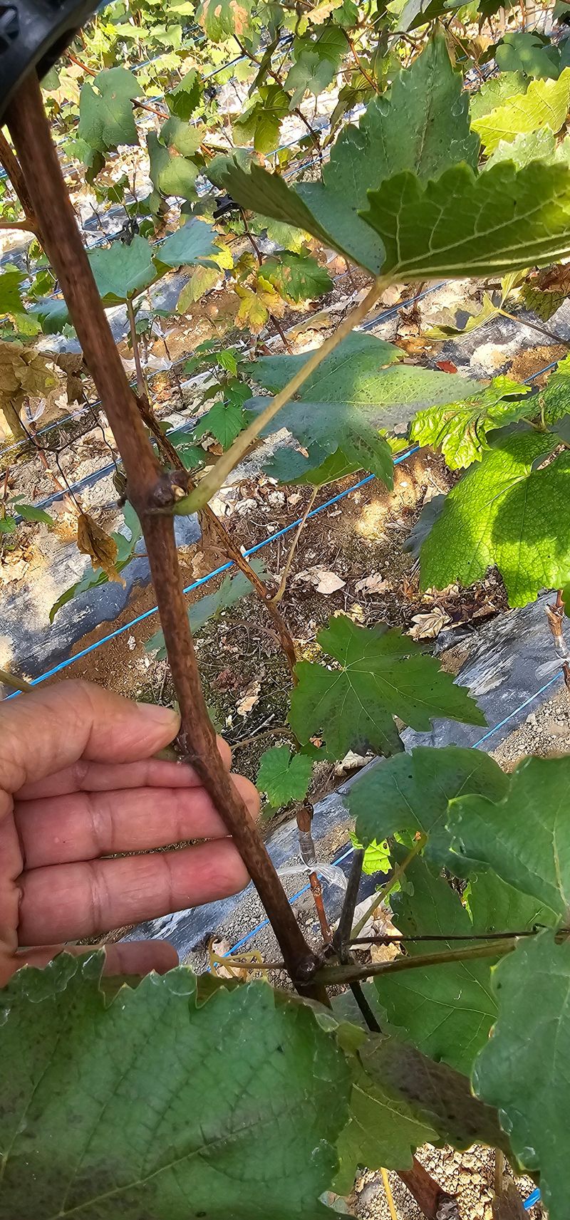 뿌리묘목농원님의 장터 판매 상품 [블랙사파이어 (아이에프 지식스 lFG SIX)접목 1년생] 첨부 사진