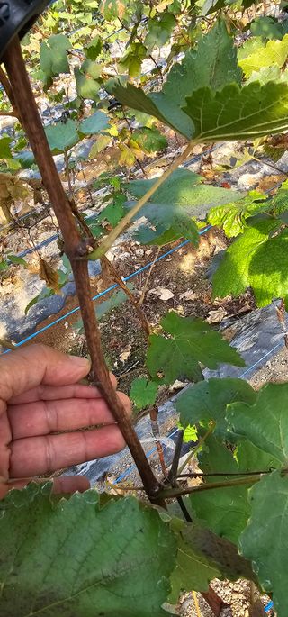 뿌리묘목농원님의 작성글 사진