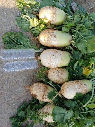 이철우님의 자유주제 · 자유게시판 작성글 사진