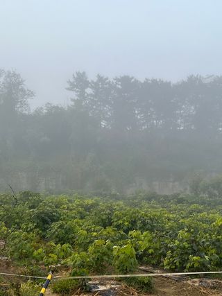 일심묘목농원님의 작성글 사진