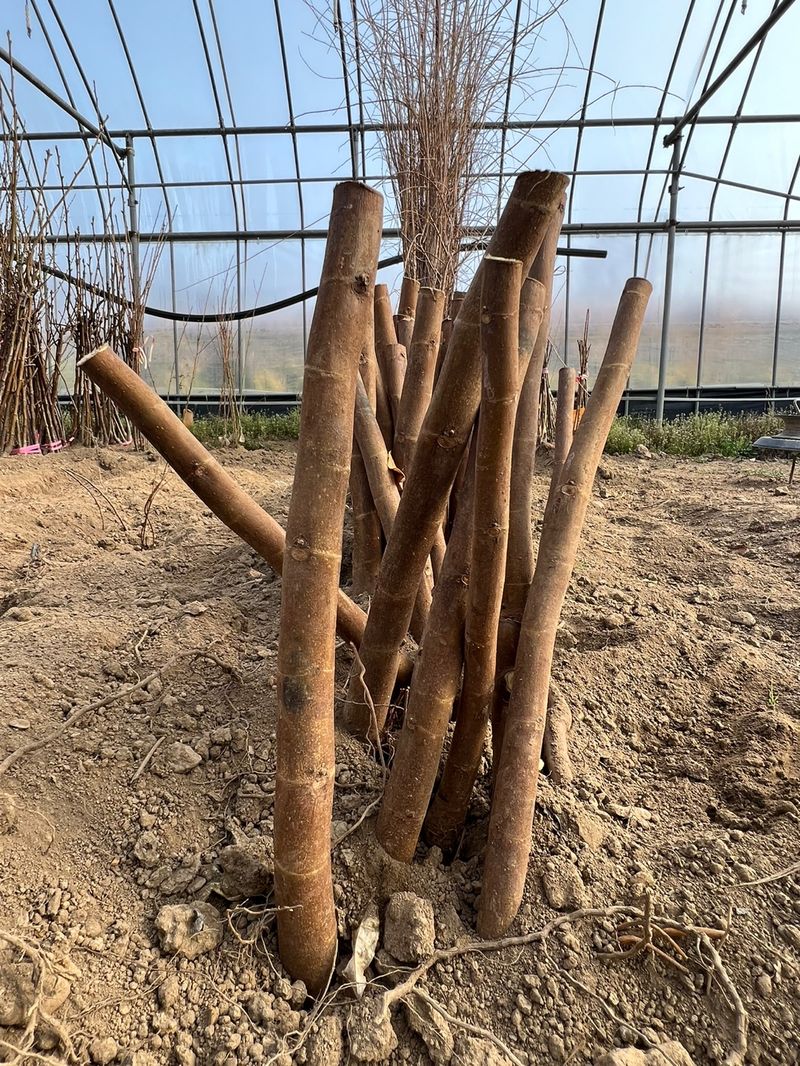 일심묘목농원님의 장터 판매 상품 [청무화과(바나네) 1년생 묘목] 첨부 사진