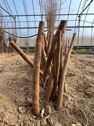 일심묘목농원님의 작성글 사진