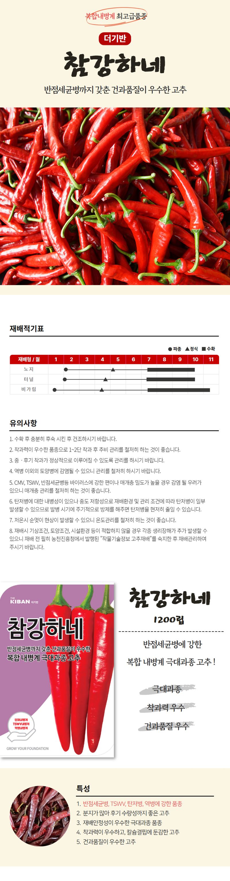 산들마켓,씨앗마켓님의 장터 판매 상품 [산들마켓 더기반 참강하네 고추씨앗 1200립 반점세균병 탄저병 역병 강한 복합내병계 고추씨 종자] 첨부 사진