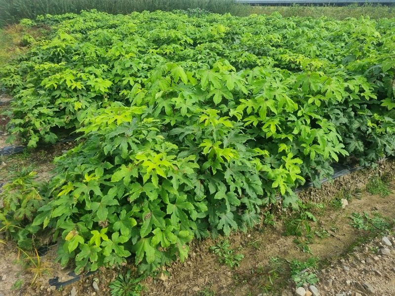 장터 상품 [민엄나무 1년생 묘목] 썸네일