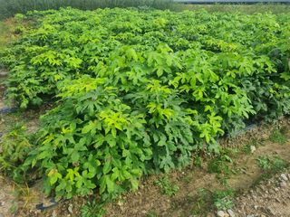 일심묘목농원님의 작성글 사진