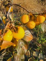 팜모닝 · 게시글 이미지