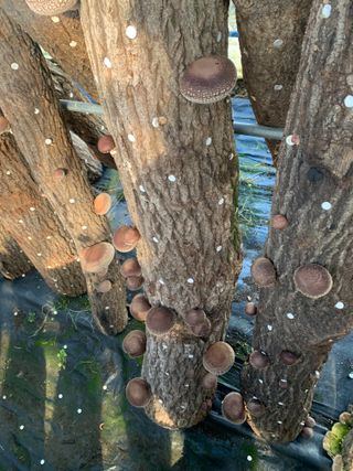 한밭농원님의 자유주제 · 자유게시판 작성글 사진