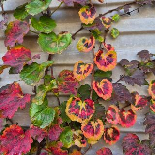 안길원님의 자유주제 · 자유게시판 작성글 사진