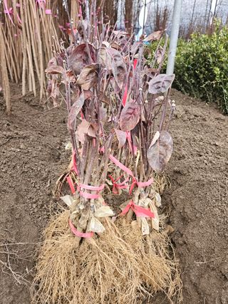 일심묘목농원님의 작성글 사진