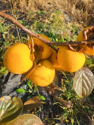 장용익님의 자유주제 · 자유게시판 작성글 사진