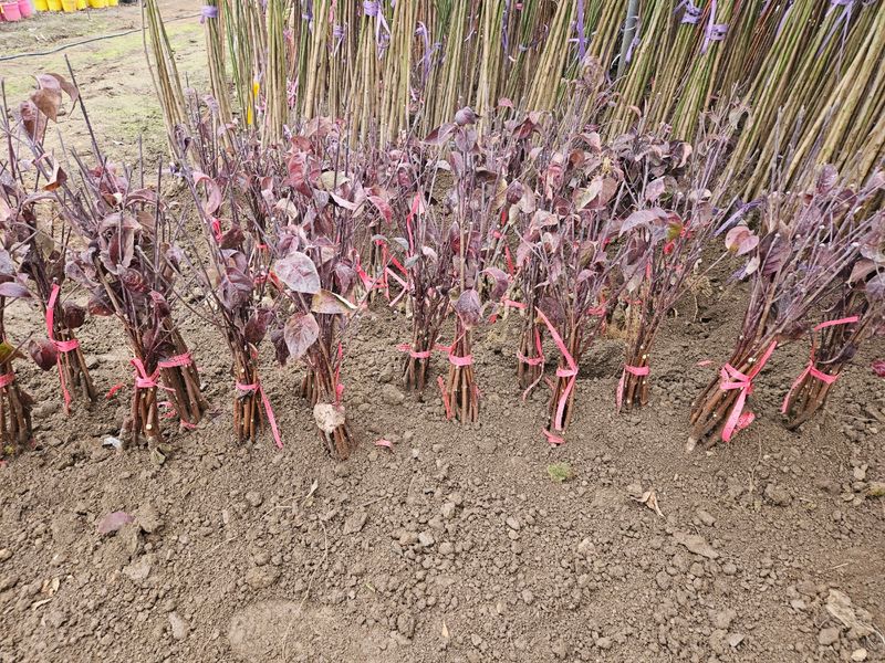 일심묘목농원님의 장터 판매 상품 [미산딸 체로키치프 접목1년생 묘목] 첨부 사진