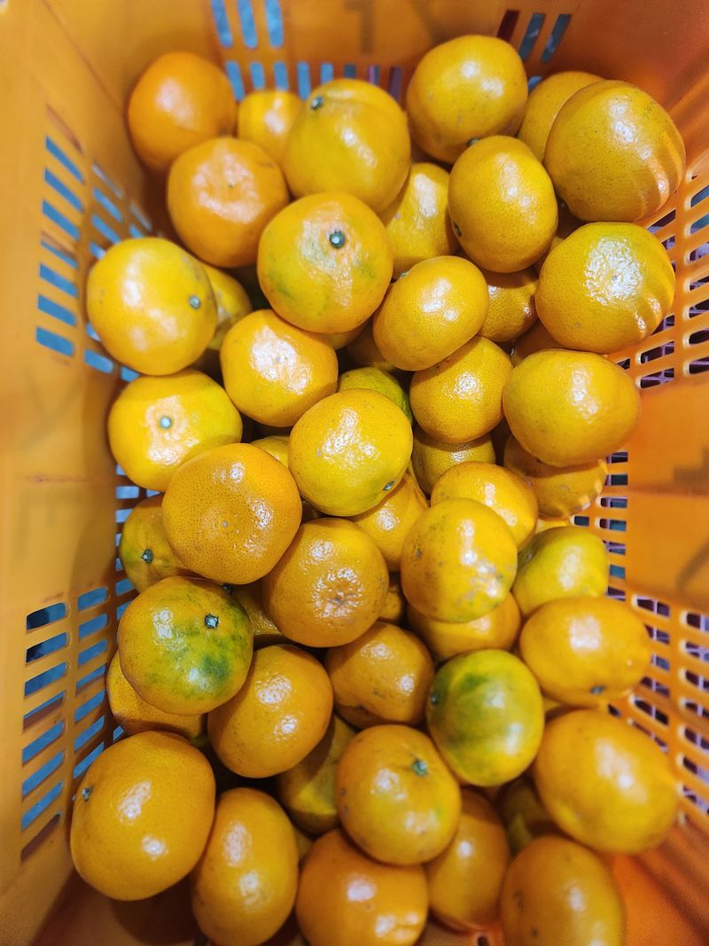 장터 상품 [GAP인증 못난이 노지조생귤10kg] 썸네일